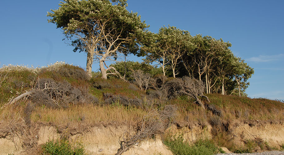 Urwüchsige Natur mit Ostseestrand, Steilküste und knorrigen alten Bäumen